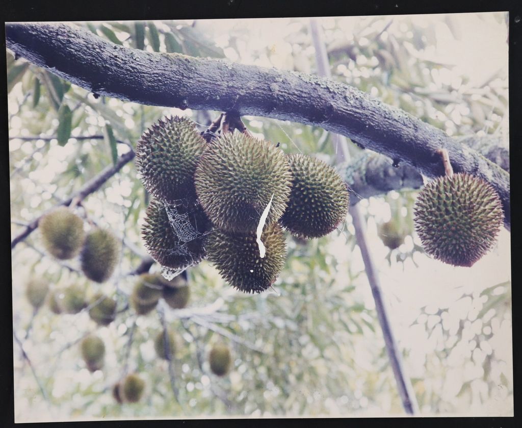 ຮູບ​ພາບ